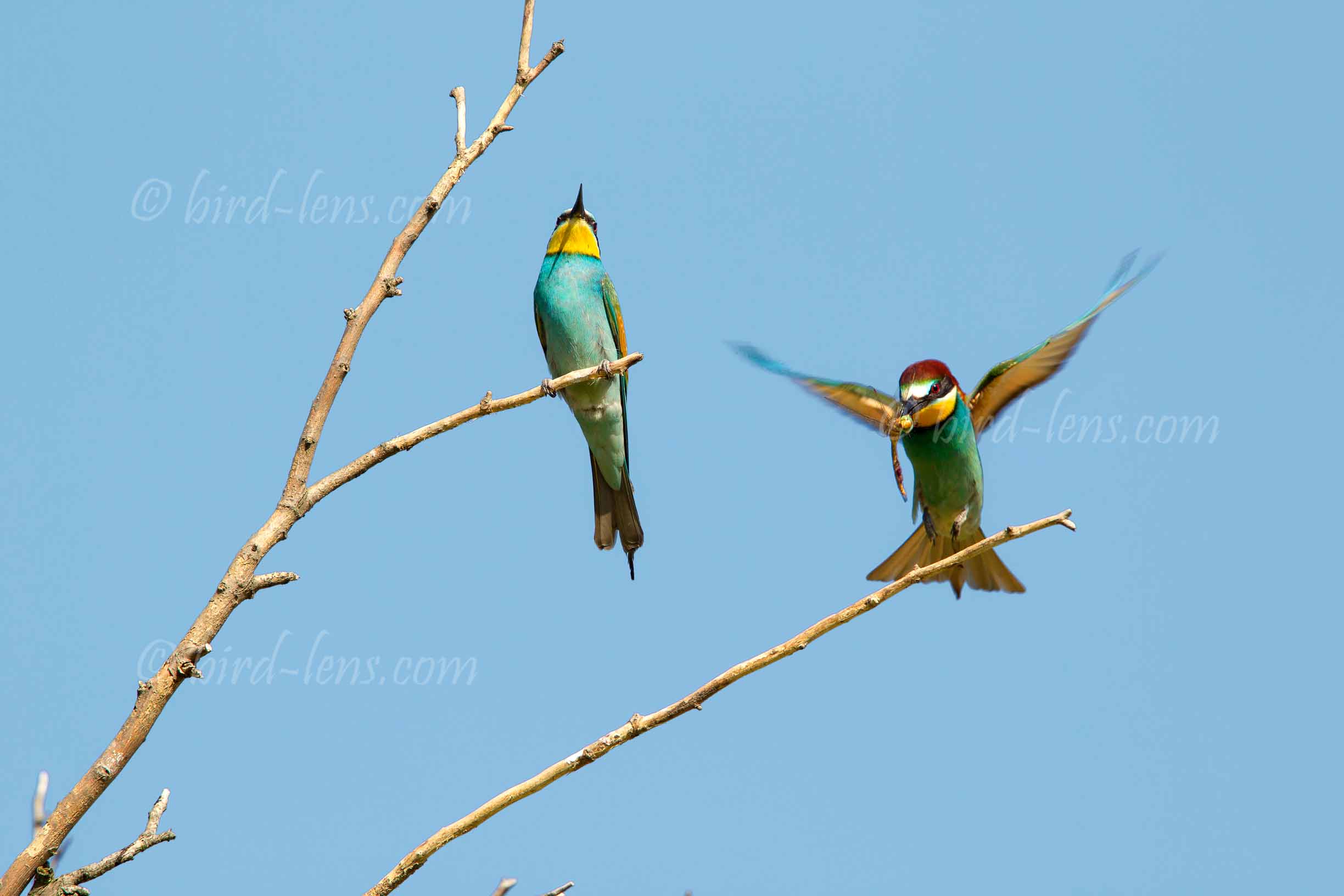 Bienenfresser (europ.)